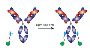 AlphaThera oYo-Link Antibody Labeling