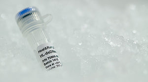 ArcticZymes Heat&Run gDNA Removal Kit for RT-qPCR prep