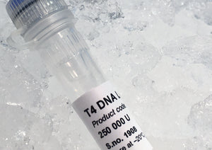 High-purity recombinant T4 DNA Ligase from ArcticZymes