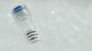 ArcticZymes dsDNase for selective degradation of double-stranded DNA