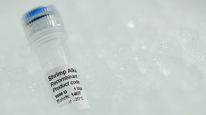ArcticZymes Heat-Labile Shrimp Alkaline Phosphatase for DNA dephosphorylation