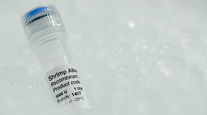 Shrimp-Alkaline-Phosphatase-(SAP)