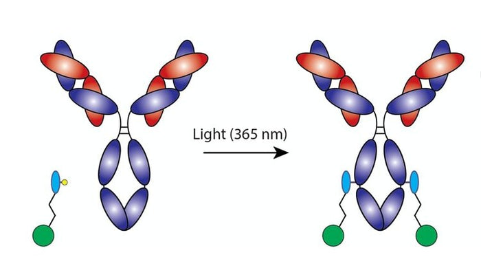 AlphaThera oYo-Link® Antibody Labeling – Just 30 Seconds Hands-On